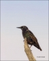 Florida;Starling;European-Starling;Sturnus-vulgaris;one-animal;close-up;color-im